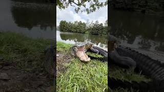 Alligator Rescue From Florida Lagoon alligator shorts alligators [upl. by Ennahoj]