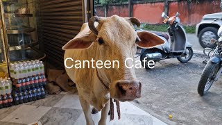 Cow in the cafe 🐄😂 44 years Old Cafe Canteen Cafe Middle of the Tea Estate 🍵☕🍝🌳🫖🍪🍳 Cowandcafes [upl. by Ahseile759]