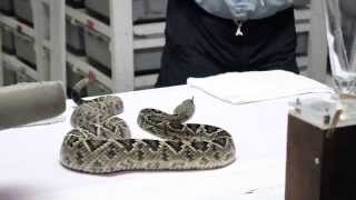 Venom Extraction Eastern Diamondback Rattlesnake [upl. by Hamal]