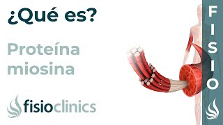 MIOSINA  Qué es dónde se encuentra componentes y cuál es su función  FisioClinics Palma [upl. by Euqinomad]