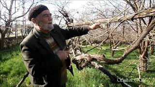 Asma budama teknikleri üzüm veya yaprak için nasıl budanır🍇🍇 🍁🍁🍁 [upl. by Mcbride414]