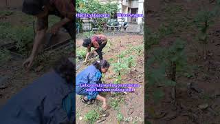 Highland garden trending gardening plantation viral [upl. by Pease]