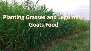 Grasses and Legumes  Goats Food part 1 [upl. by Acilegna]