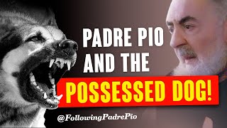 Padre Pio And The Possessed Dog [upl. by Brockie391]