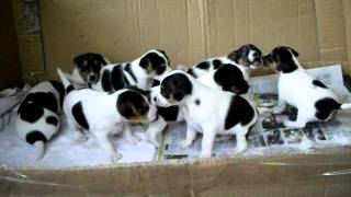 Jack Russell Puppies playing  4 Weeks [upl. by Liggett949]