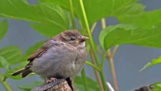 Patho Hara Phakhi Nazrul Geeti by Purabi Dutta [upl. by Riane]