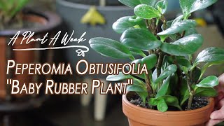 Peperomia Obtusifolia quotBaby Rubber Plantquot Care  A Plant A Week [upl. by Dragone]