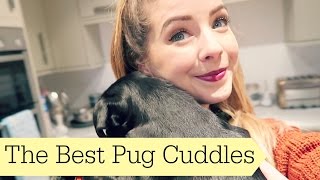 The Best Pug Cuddles  ad [upl. by Nalat]