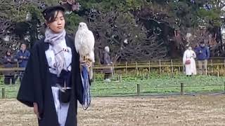 🗻🐥🍆🎍 3 Introduction to Falconers Takajo amp Hawks SUWARyu Falconry Techs HAMARikyu [upl. by Halverson]