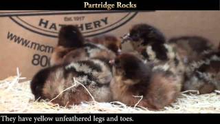 Partridge Rock Chicks [upl. by Bach]