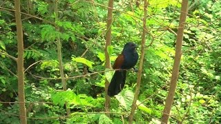 The RedEyed Greater Coucals Eerie Call  Pattaya Thailand [upl. by Zampino]