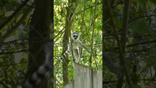 RingTailed Lemurs and Adorable Youngster lemurs shorts [upl. by Pricilla973]