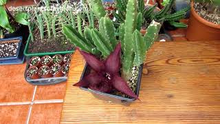 My Stapelia hirsuta Succulent plant from bud to Bloom with AMAZING Fly amp Larvae footage [upl. by Cerelia648]