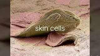 Skin cells under microscope [upl. by Ennael25]