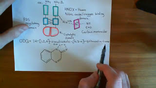 Soluble Guanylate Cyclase Part 5 [upl. by Aneehsat]