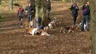 Scottish Basset Hound Walk at Crathes Castle Banchory [upl. by Cletus]