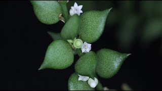 Dischidia ruscifolia  Urnenpflanze Million Hearts [upl. by Radek785]