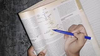 Potassium Sparing Diuretics Mechanism of Action Aldosterone Antagonsits and ENaC Blockers [upl. by Teece]