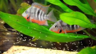 30 7 2015 thorichthys meeki rio candelaria with fry [upl. by Tini]