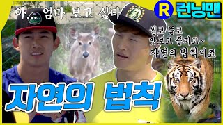 호랑이의 사냥감 런닝맨 ep256 [upl. by Scottie]