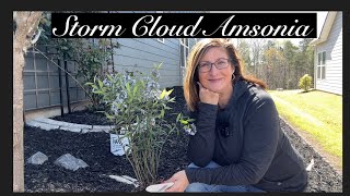 Easy to Grown Perennial Plant called Storm Cloud Amsonia Plant Overhaul from Creekside Nursery [upl. by Chainey]