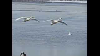 Swans landing in the water in slow motion [upl. by Leonhard954]