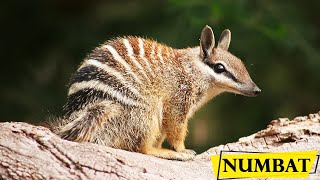 Numbat  Facts About The Small Marsupial Banded Anteater [upl. by Eniotna157]