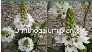 How to grow n care of Ornithogalum plantsChincherincheeOrnithoqalum youtubeshorts shortvideo [upl. by Jaynell]