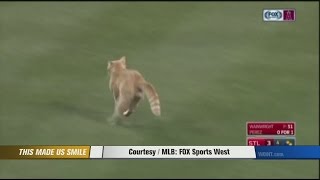 Rally cat takes the field [upl. by Moira]