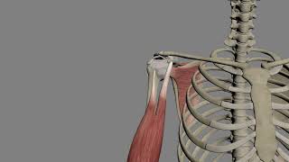 【肩峰下肩關節】Subacromial Shoulder Joint [upl. by Alphard]