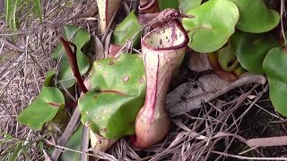 An expedition to find the rare pitcher plant Nepenthes clipeata in a remote part of Borneo [upl. by Leftwich]