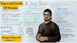 Protein Structure  Four levels of protein Organization  shape of protein [upl. by Guzel]