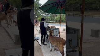 NARA DEER PARK  TRAVEL TO JAPAN  MINI VLOG  nara deer deerpark japan [upl. by Josee971]