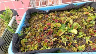 Dormancy  Puwesto ng Plantnature gardening plant flower beautiful flytrap pets venusflytrap [upl. by Cocke298]