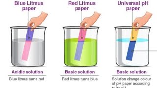 Litmus Paper Experiment  Indicator  Class 10th Chemistry  Acid Base amp Salt [upl. by Alah]