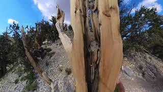 Bristlecone Pine Forest Discovery Trail  8424 [upl. by Selrahcnhoj]