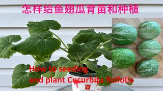 2024怎样给鱼翅瓜育苗，如何种植鱼翅瓜才能获得高产How to seed and plant Cucurbita ficifolia [upl. by Jenn928]