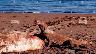 Komodo dragon vs fish Komodo dragon eating a fish [upl. by Aierdna161]