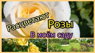 Розы расцветают в моём саду [upl. by Leese]