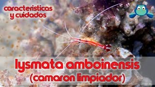 Lysmata Amboinensis Camarón limpiador  Características y cuidados [upl. by Crosby356]