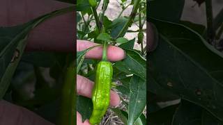 Organic Shishito Peppers japanshishitopeppergardeningusa [upl. by Egamlat]