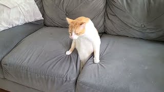 Funny Cat Videos of 2024 😍 Try not to laugh [upl. by Daisy]