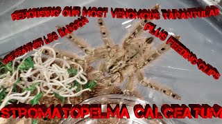 Rehousing Our Most Venomous Tarantula Stromatopelma calceatum the Feather Leg Baboon [upl. by Ydisahc560]