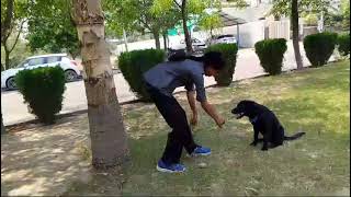 Labrador training  Behaviour training  Bhavna pal dog trainer [upl. by Namyac]