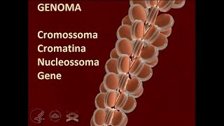 Do cromossomo ao gene  Animação Narrada em 3D [upl. by Dosh]