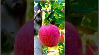 Natural view amp Apple tree appletree shortskashmirapplemarketappleshortshortvideo shortsviral [upl. by Dollar]