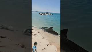 shark tigershark ocean fishing automobile beach nature motivation funny [upl. by Nythsa]