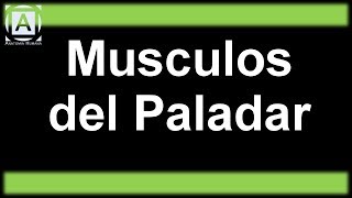 Musculos del Paladar [upl. by Leay]