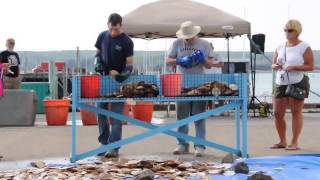 Scallop Shucking Competition at Digby Scallop Days [upl. by Ymrej]