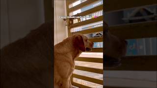 Why do you always rush to go home Watch till end 🥺dog doglover shorts [upl. by Lachish]